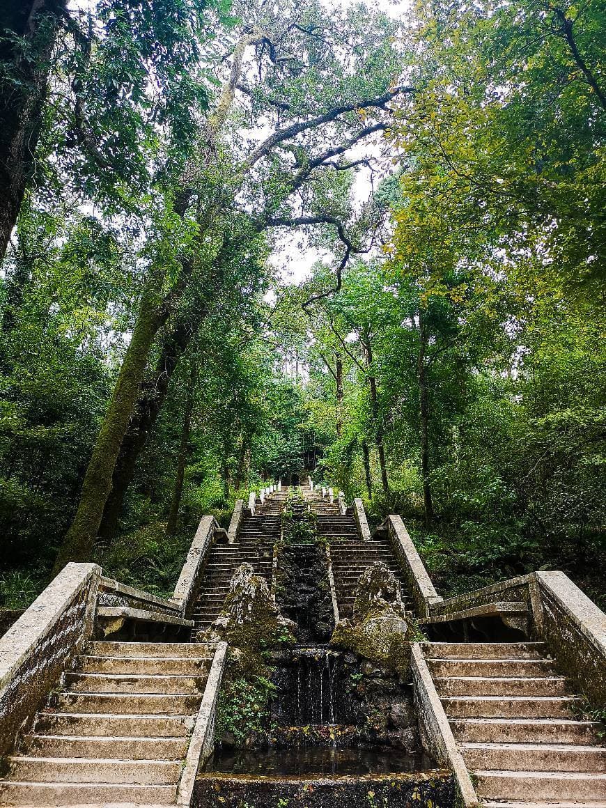 Lugar Fundação Mata do Bussaco