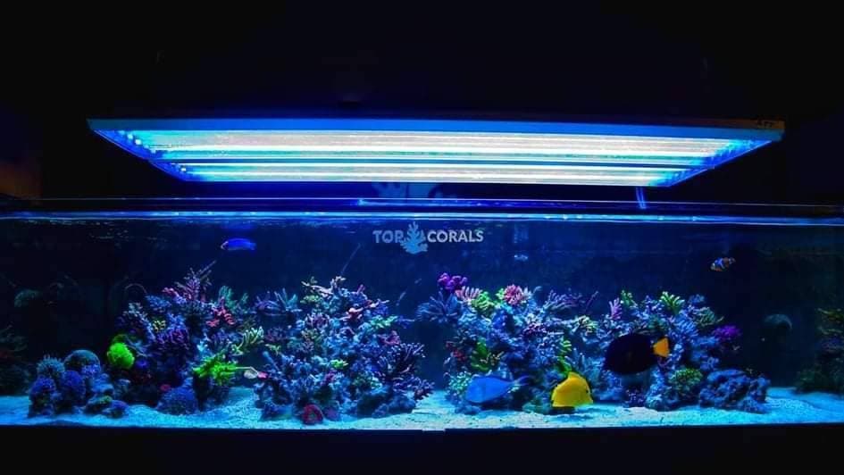 Place TopCorals