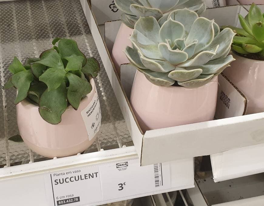 Producto SUCCULENT