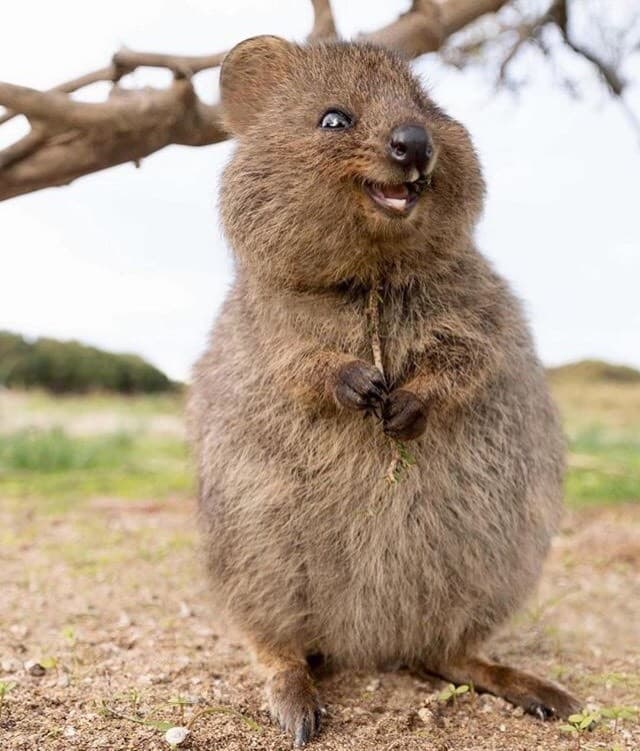 Fashion Quokka