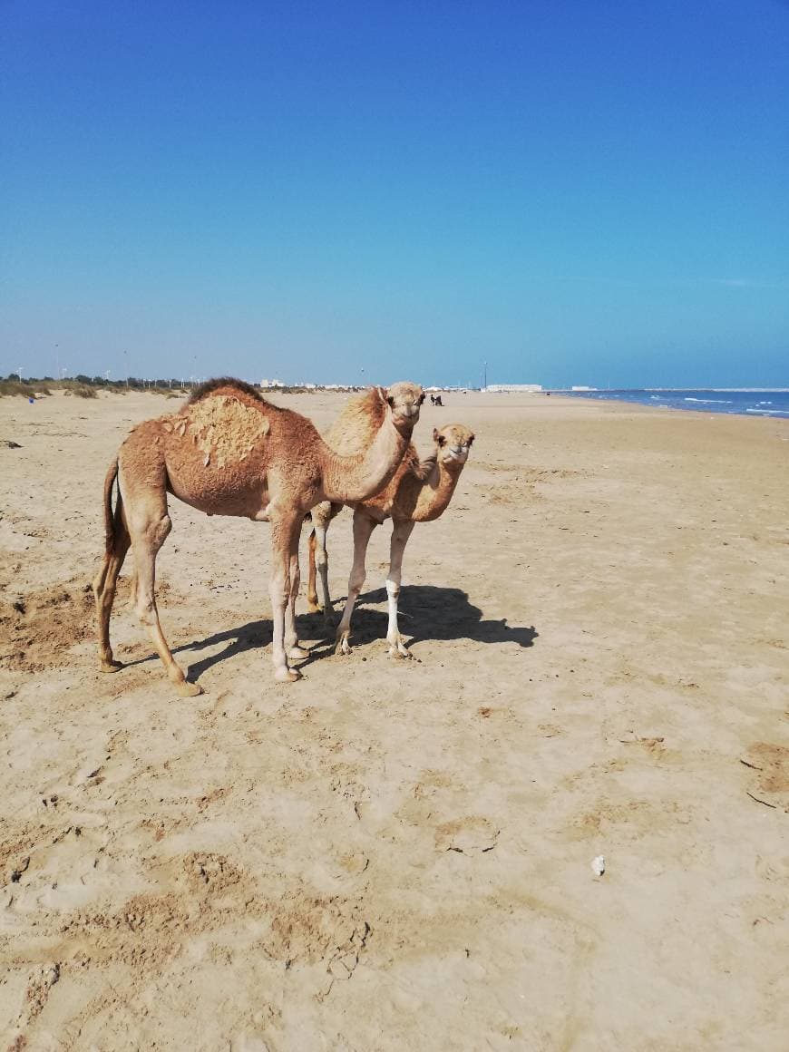 Lugar Praia Iberostar Saidia