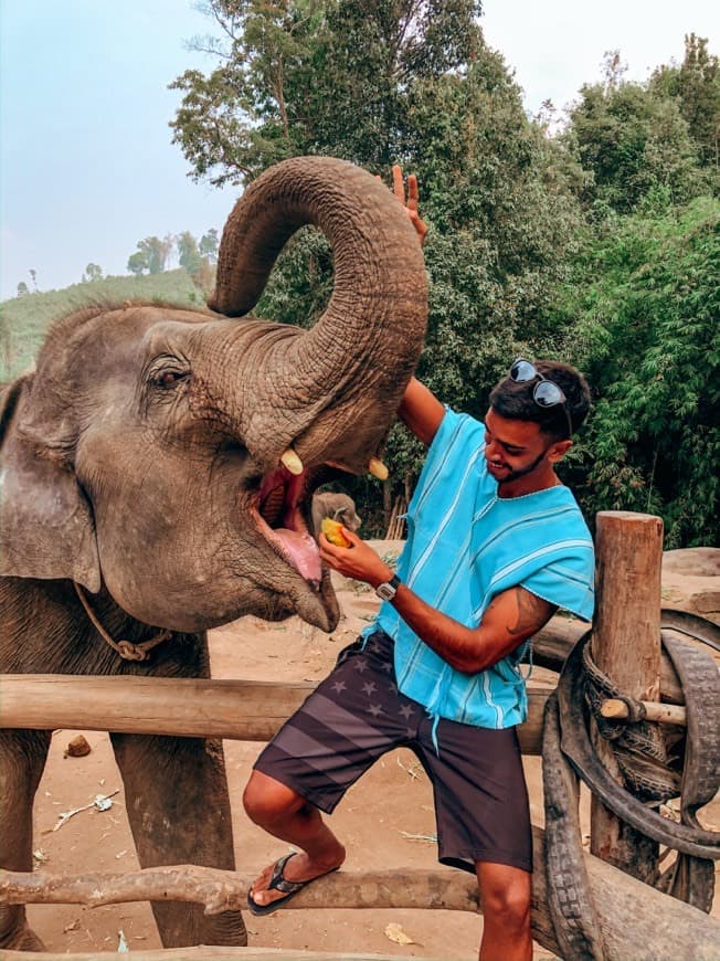 Place Dumbo Elephant Spa Chiangmai