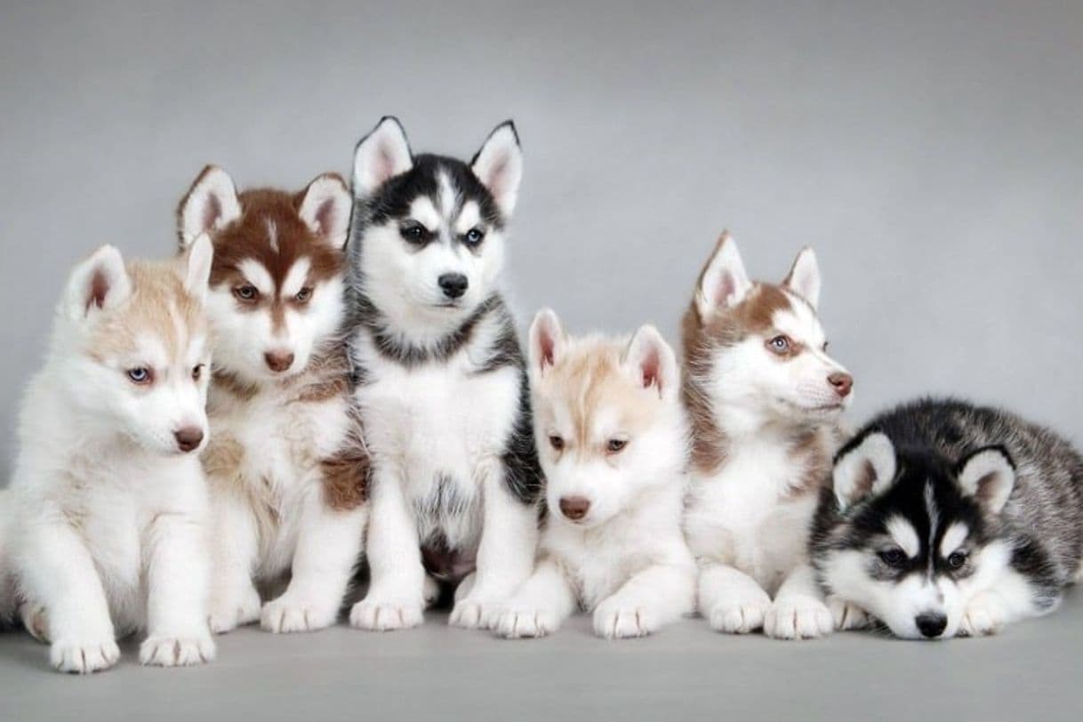 Moda Filhotes husky siberiano