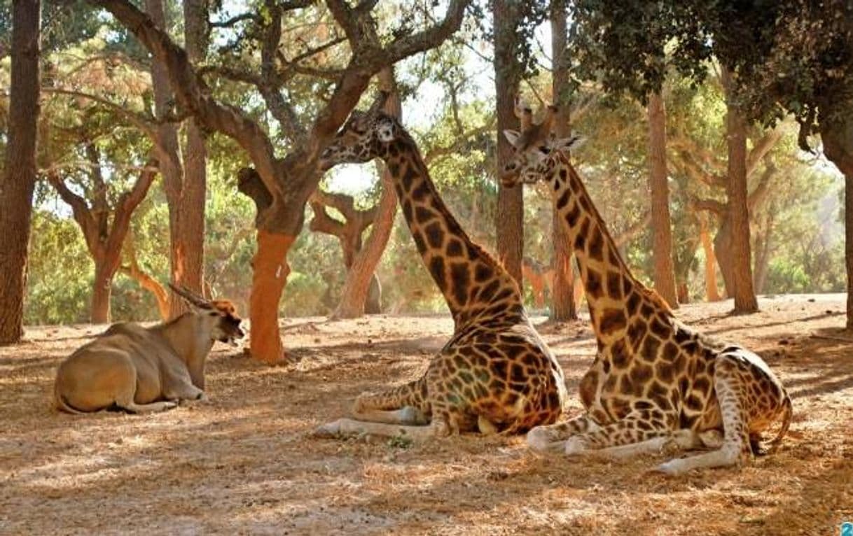 Lugar Badoca Safari Park