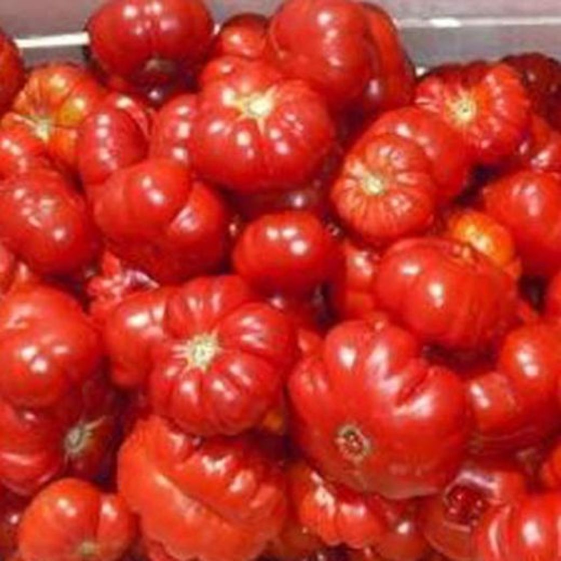 Producto Tomate Montserrat