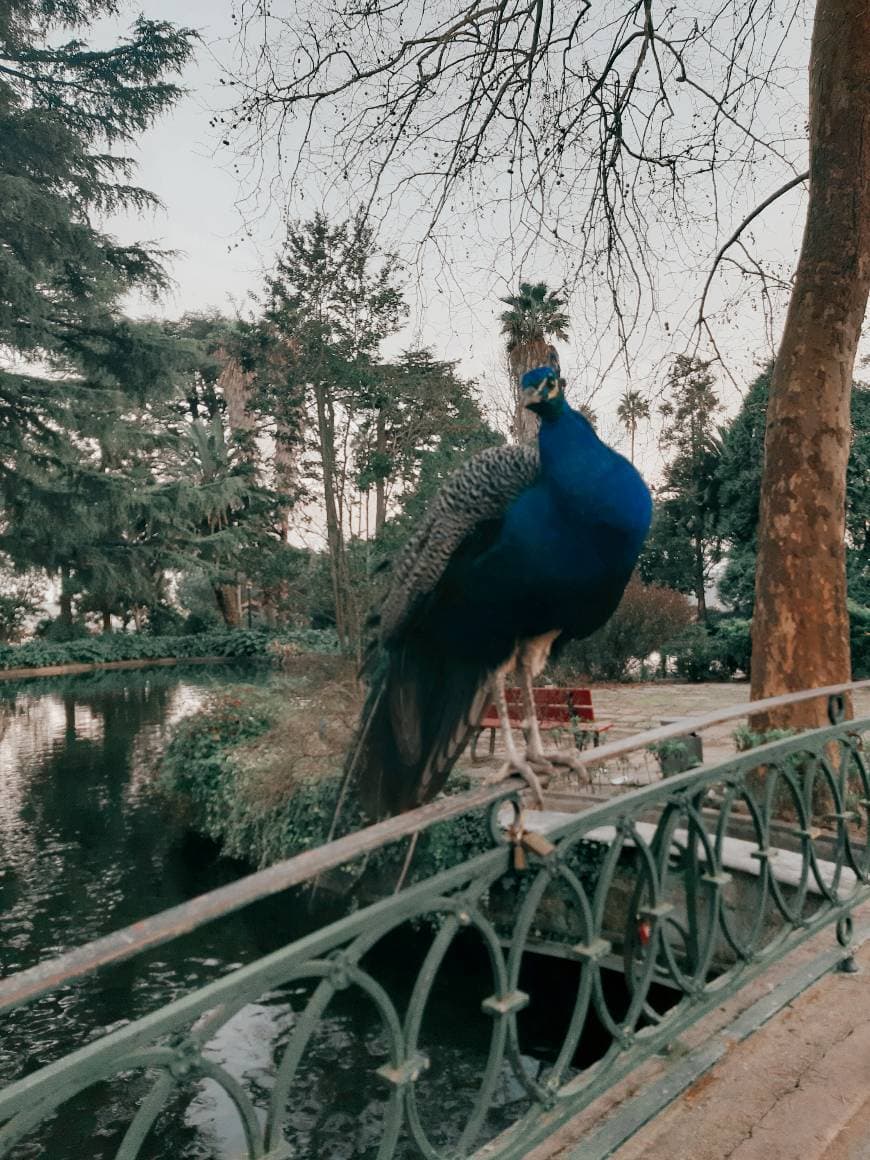 Place Jardins do Palácio de Cristal