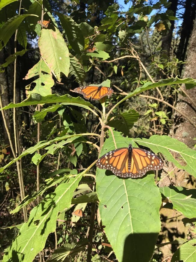 Lugar Santuario de la Mariposa Sierra Chincua