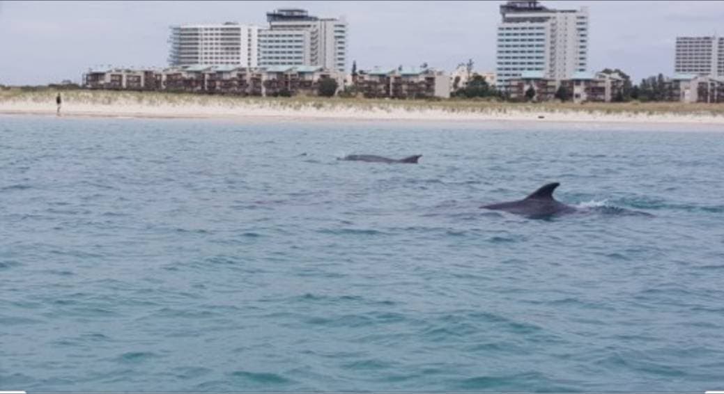 Lugar Golfinhos em Setúbal - Rotas do Sal