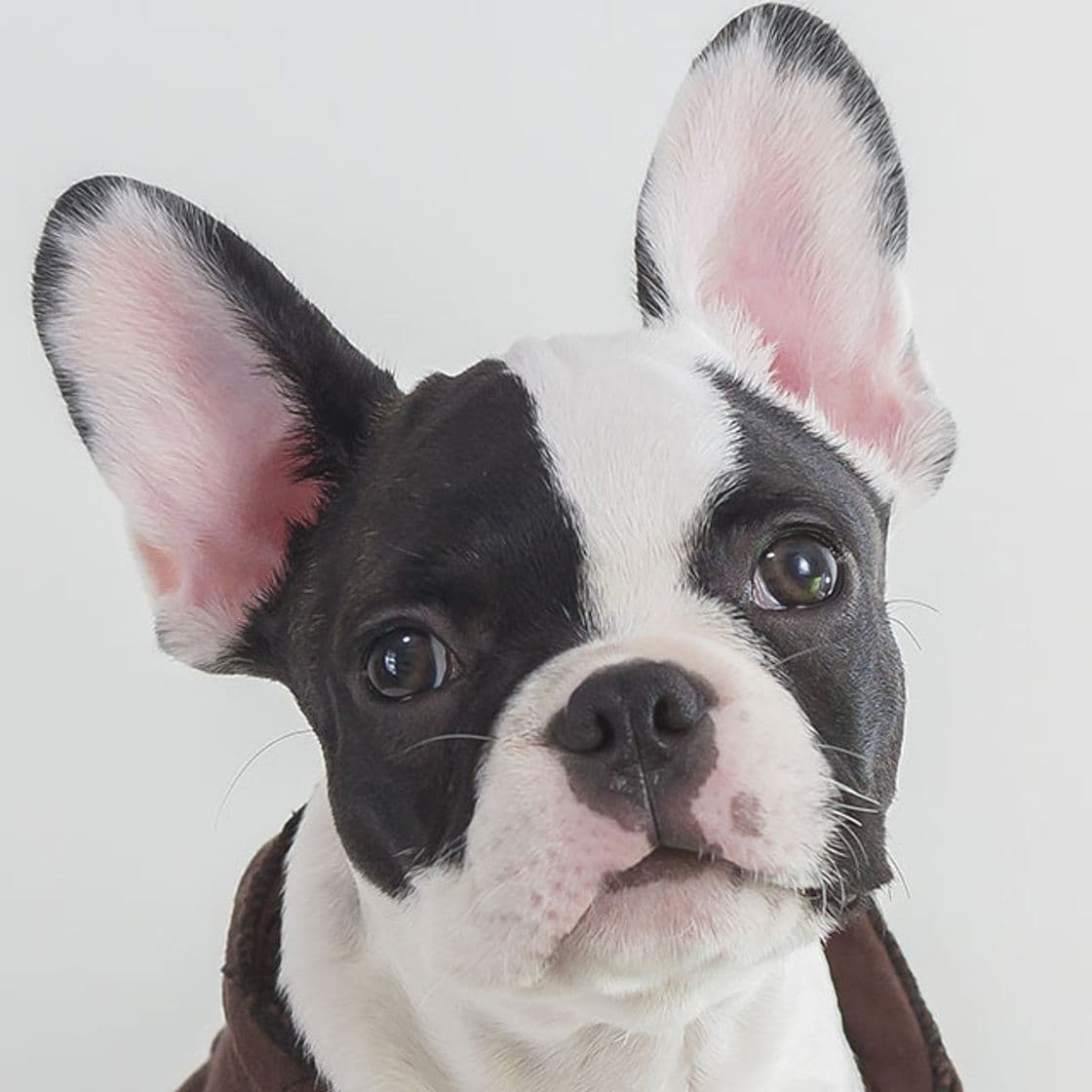 Moda Buldogue Francês 