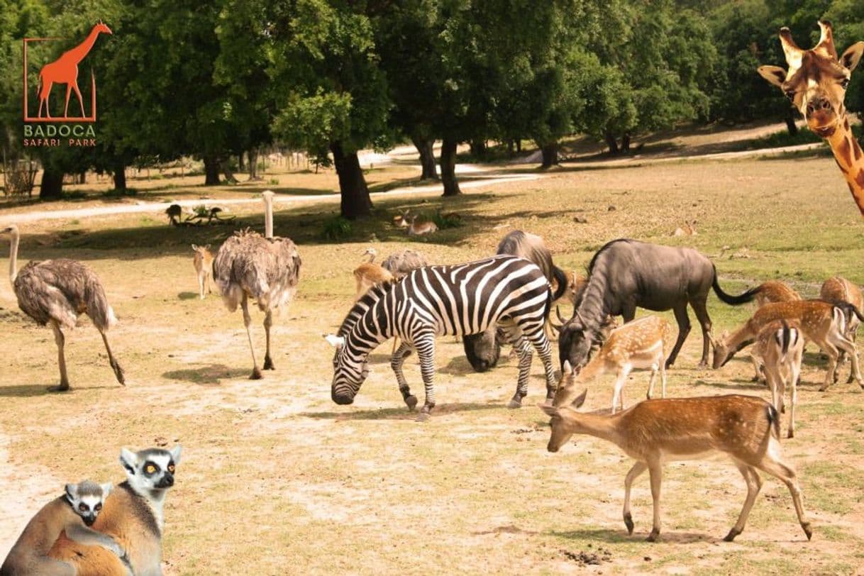 Place Badoca Safari Park