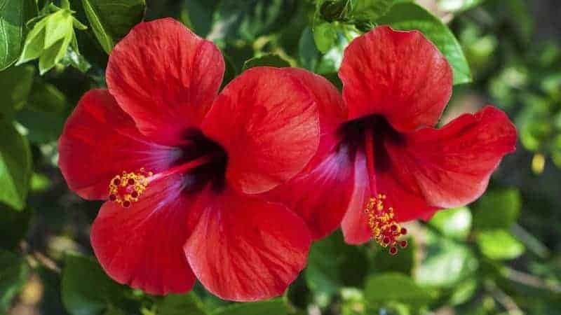 Producto Hibisco