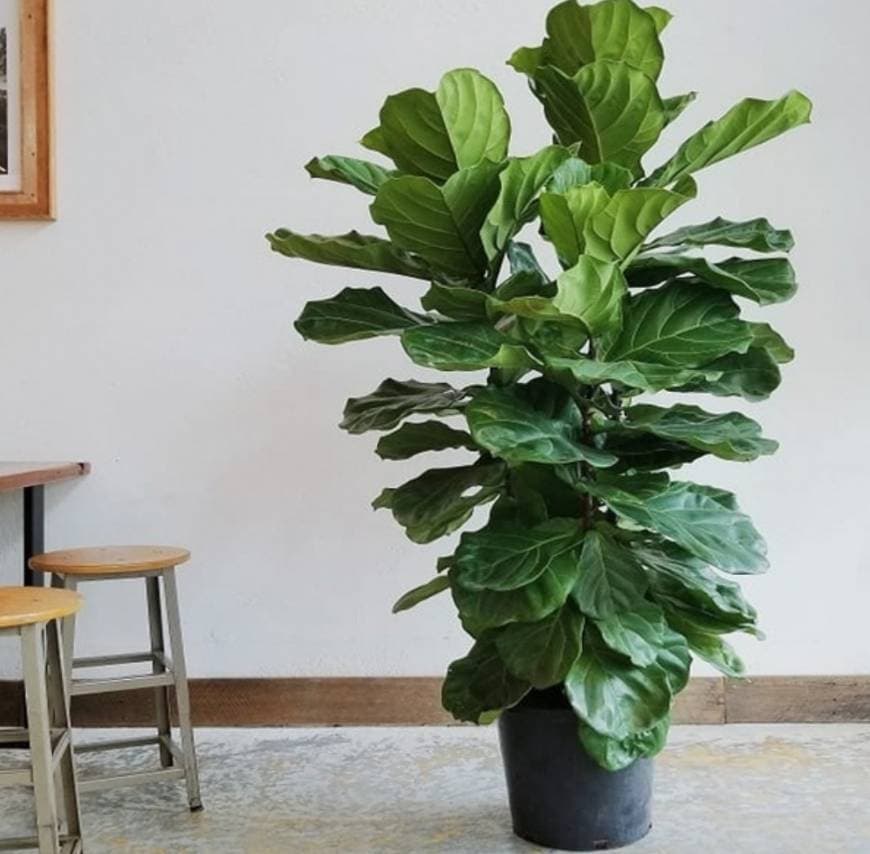 Producto Ficus Pandurata