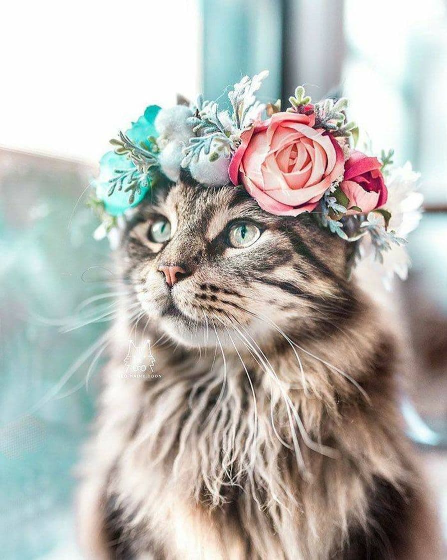 Moda Cat and flowers