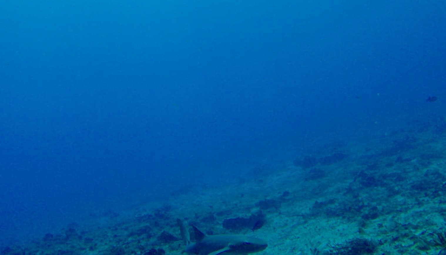 Fashion Sand Dollar Scuba Diving