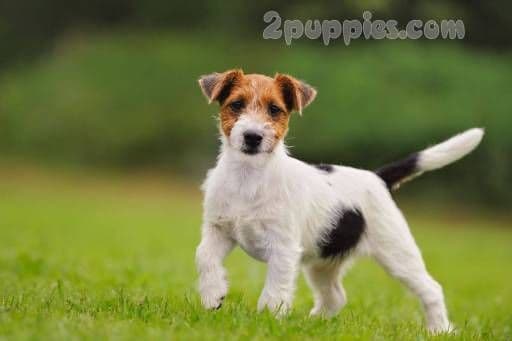 Fashion Jack Russell Terrier Dog Breed Information, Pictures, Characteristics ...