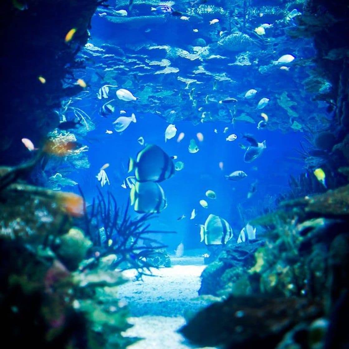 Lugar Oceanário de Lisboa