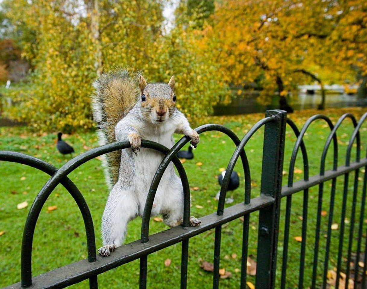 Place St James's Park