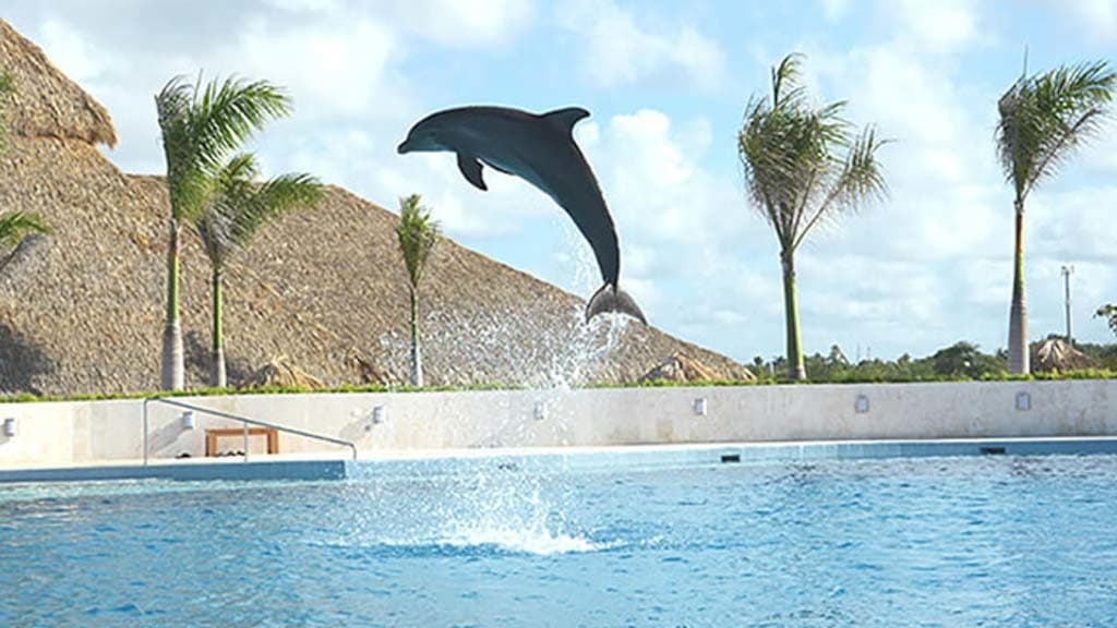 Place Dolphin Discovery Punta Cana