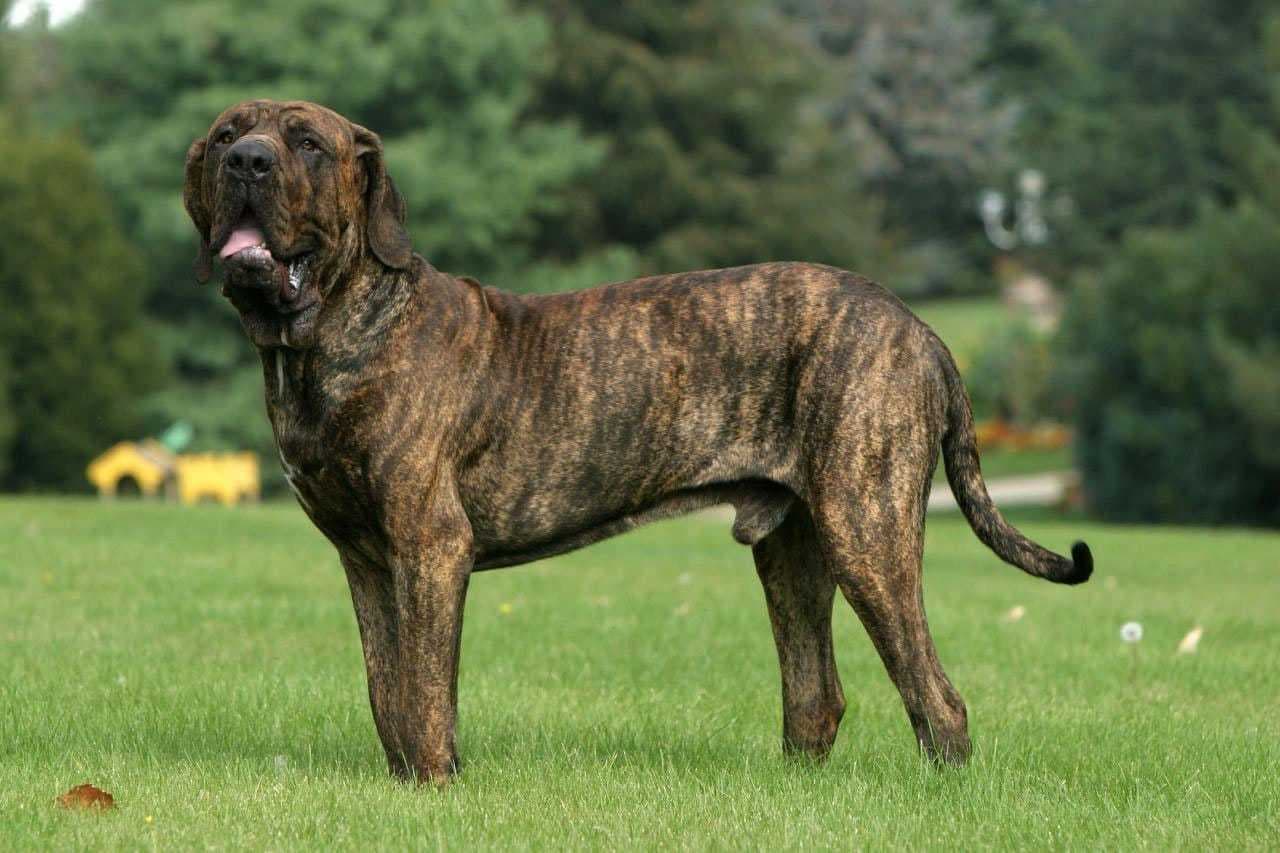 Moda Cão fila brasileiro