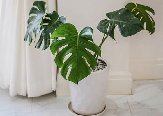 Moda House Plants - Indoor Plants - The Home Depot