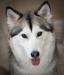 Fashion Siberian Husky - Wikipedia