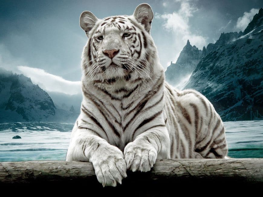 Fashion Tigre Branco