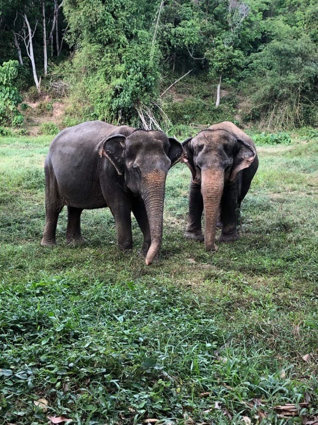 Lugar Phuket Elephant Sanctuary