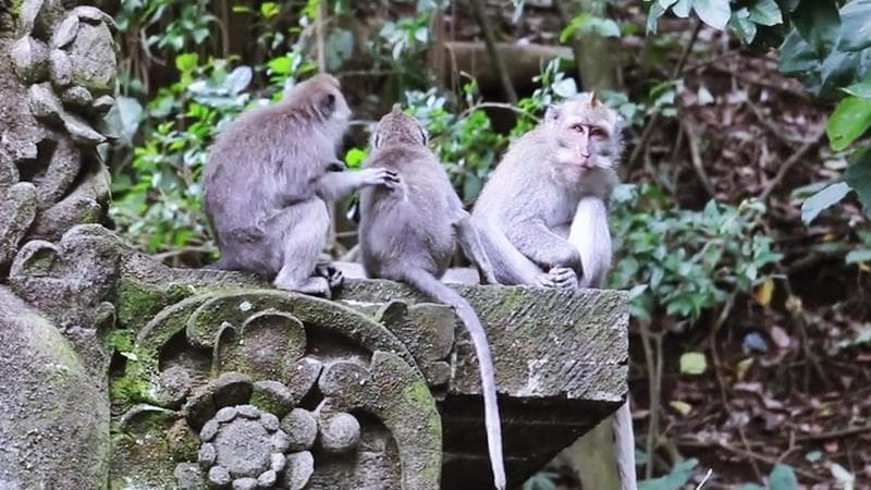 Place Monkey forest