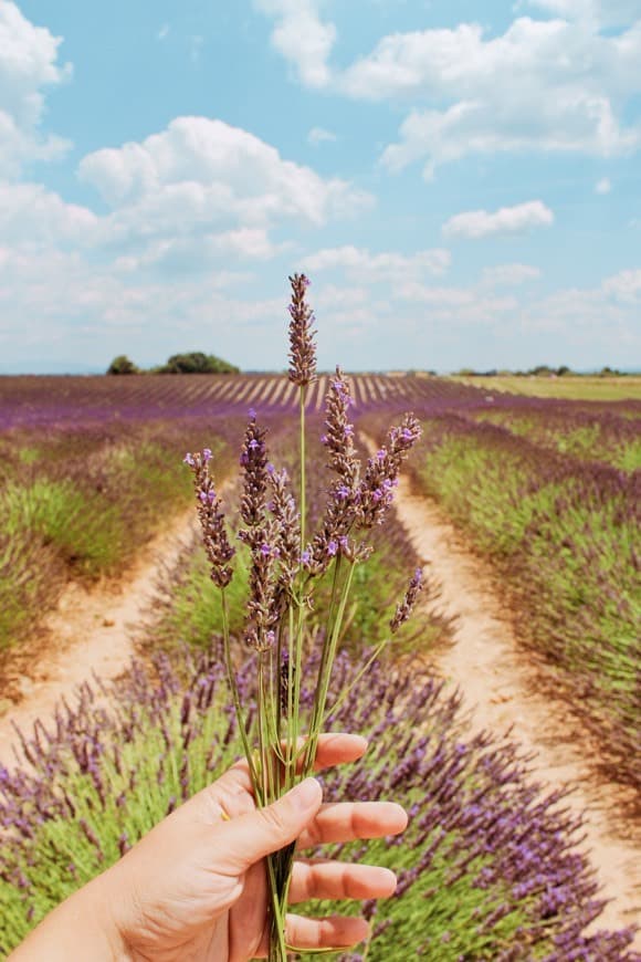 Place Valensole