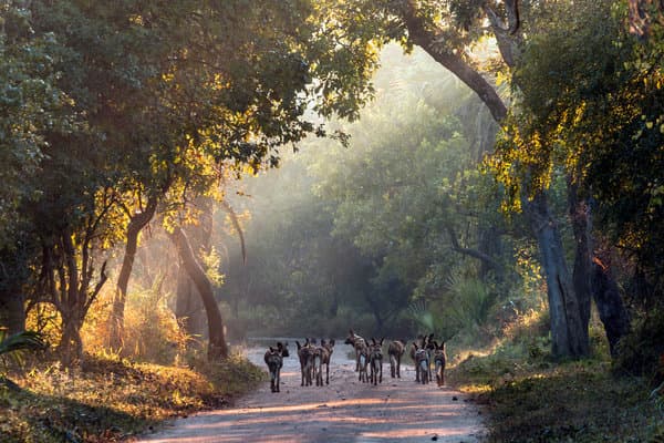 Restaurants Gorongosa National Park Beira Office