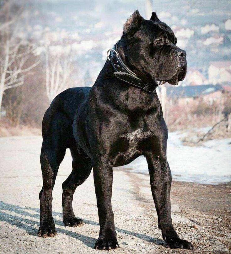 Fashion Cane corso