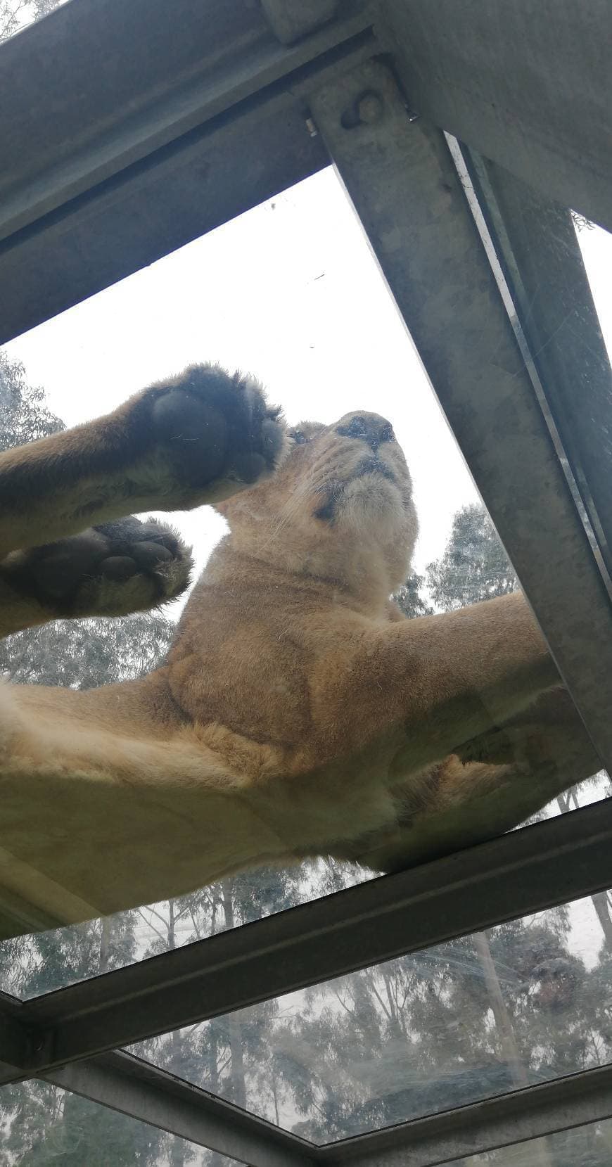 Lugar ZOO Santo Inácio