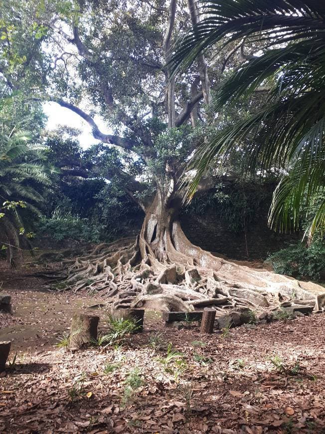 Lugar Jardim Botânico