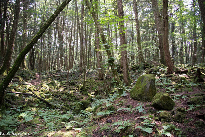 Place Aokigahara