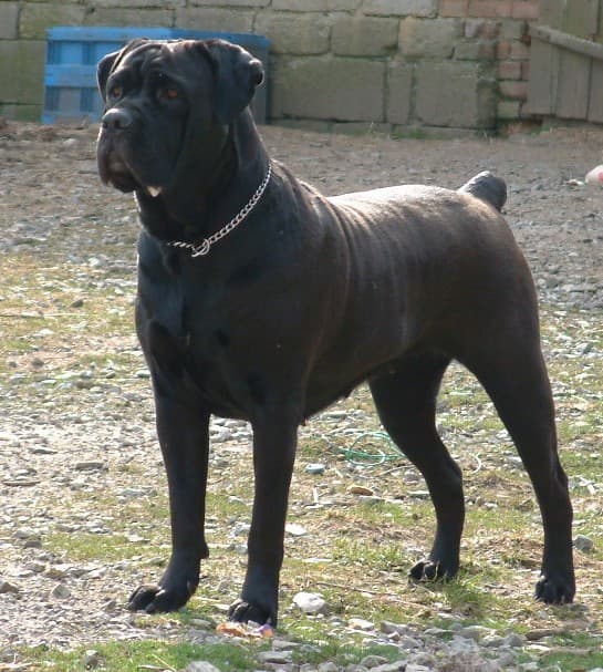 Fashion Cane Corso - Wikipedia