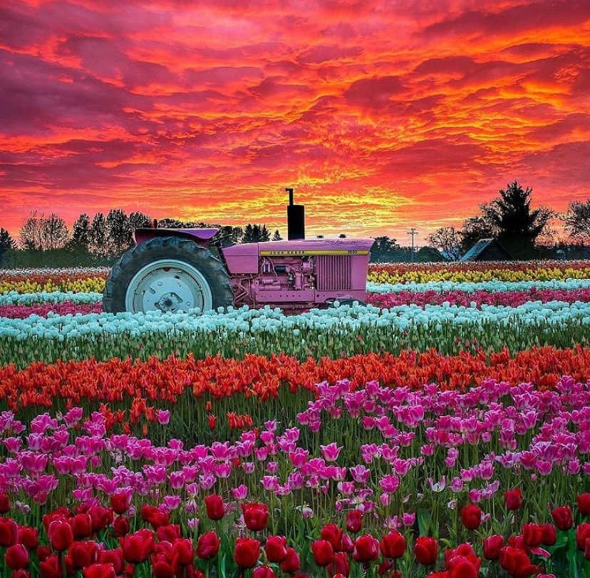 Lugar Wooden Shoe Tulip Festival