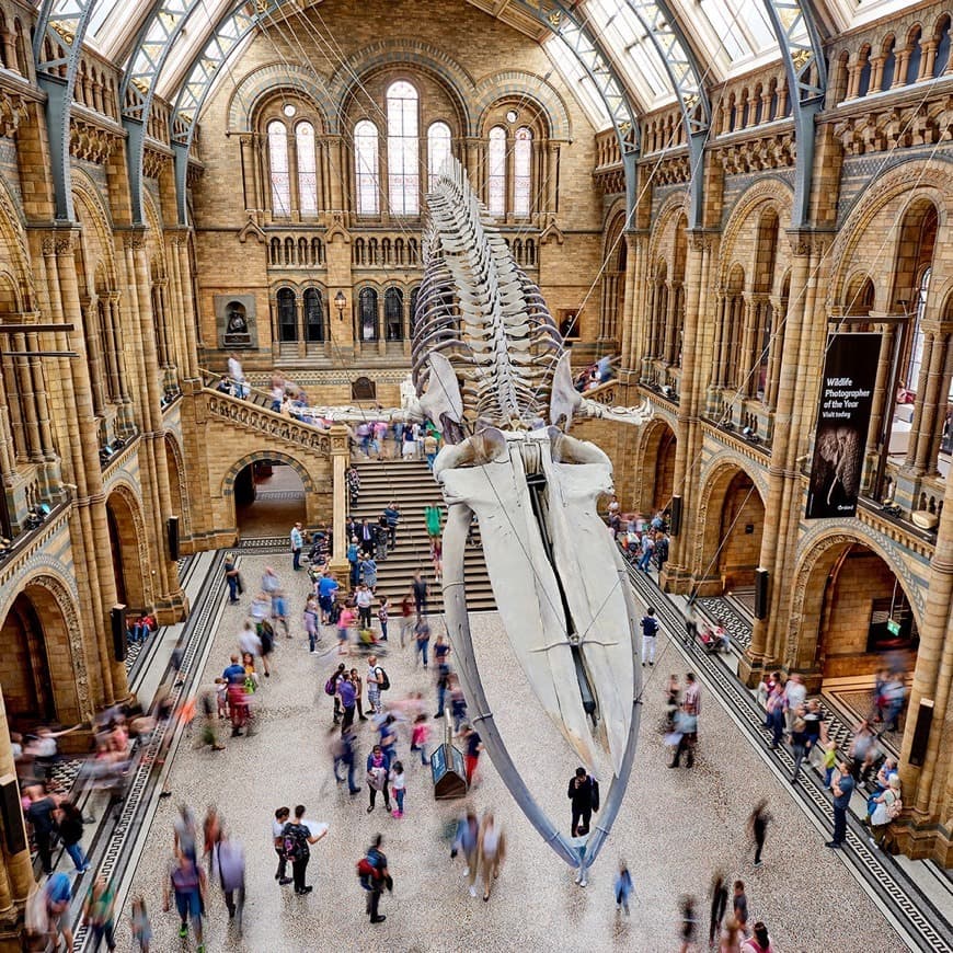 Place Natural History Museum