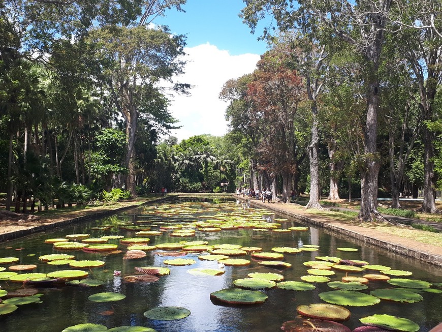 Lugar Jardín Botánico de Pamplemousses