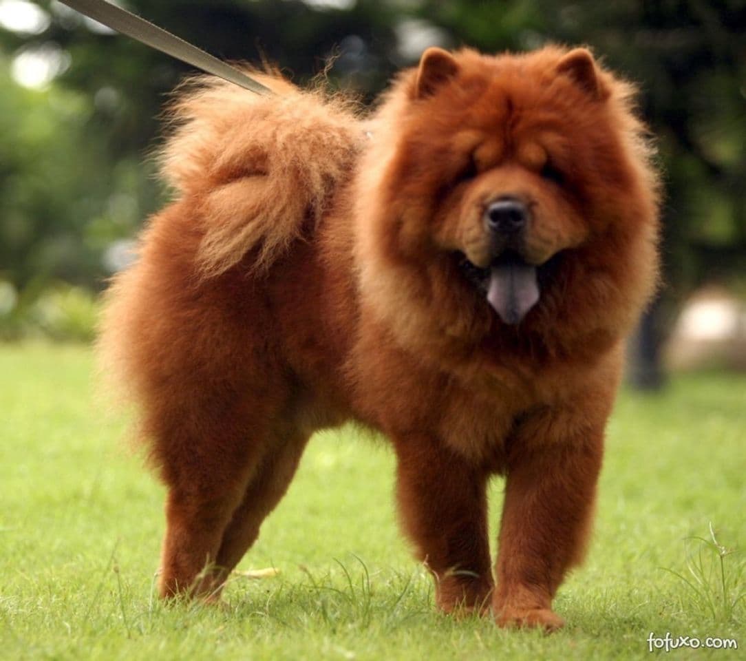 Fashion Chow Chow