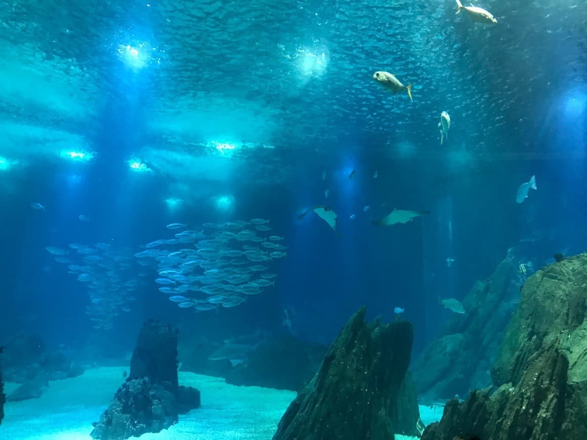 Place Oceanário de Lisboa