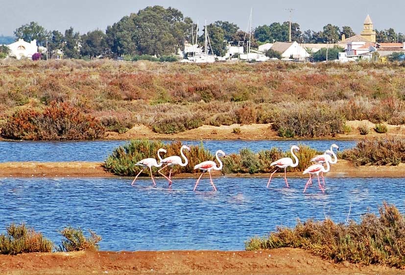 Place Ria Formosa Natural Park