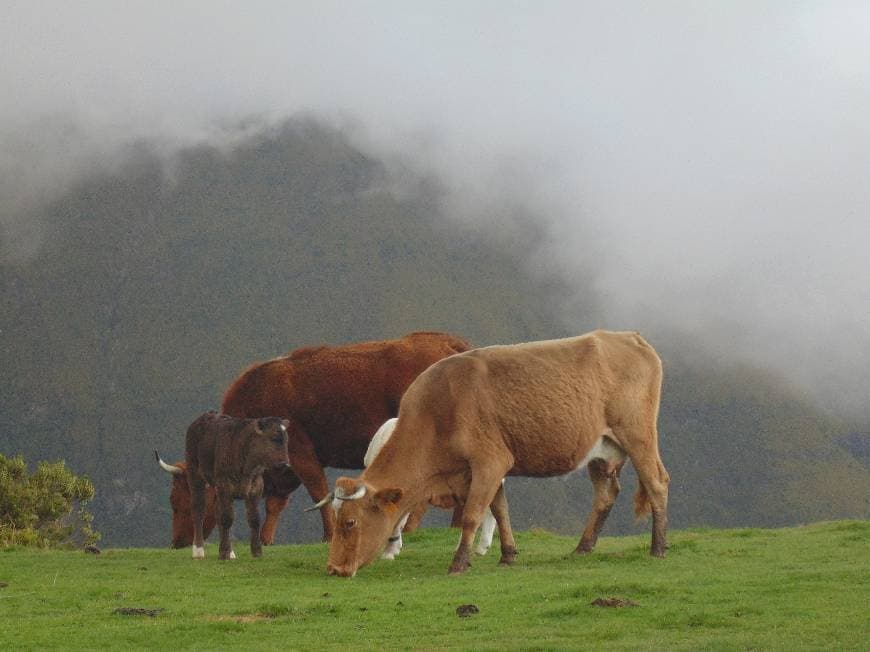 Lugar Paul da Serra