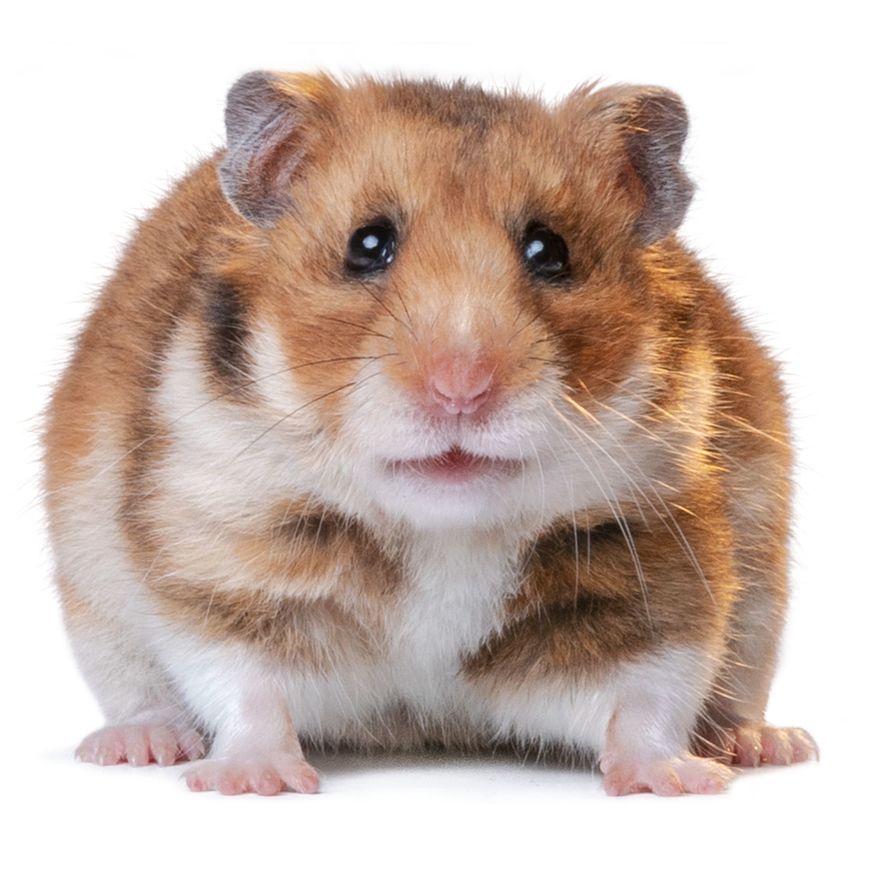 Moda Hamster