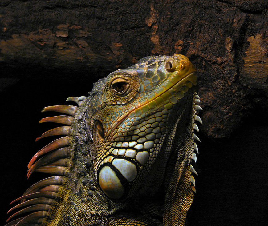 Moda Iguana