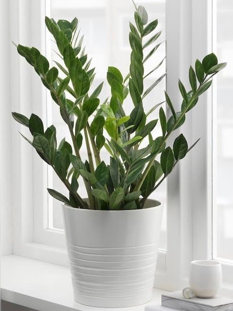 Producto Zamioculcas