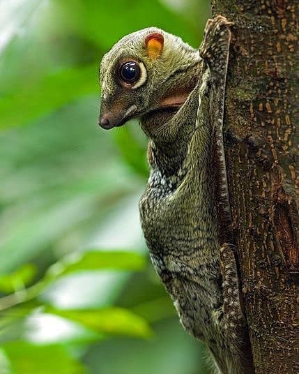 Fashion Colugo