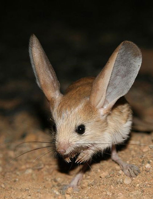 Fashion Jerboa