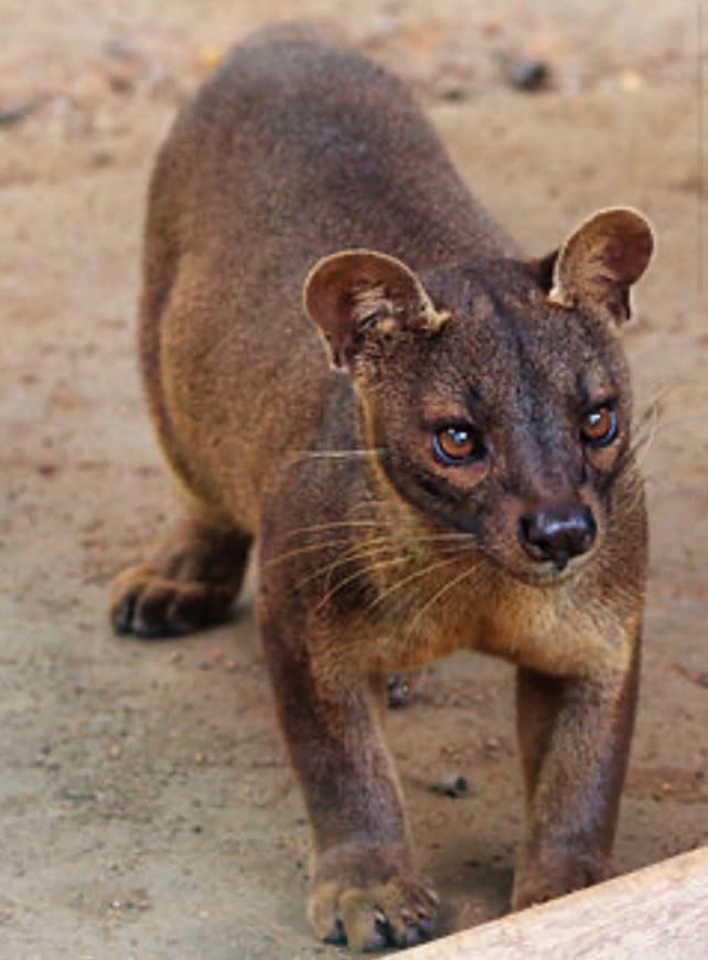 Fashion Fossa