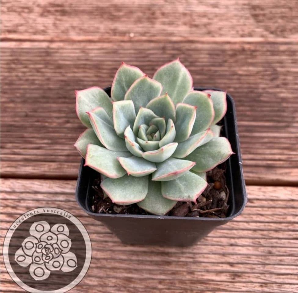 Moda Echeveria Californica Queen

