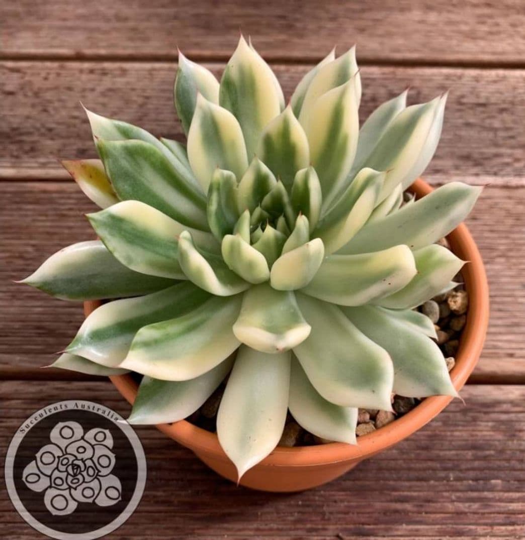 Fashion Echeveria agavoides Red Tip Variegata

